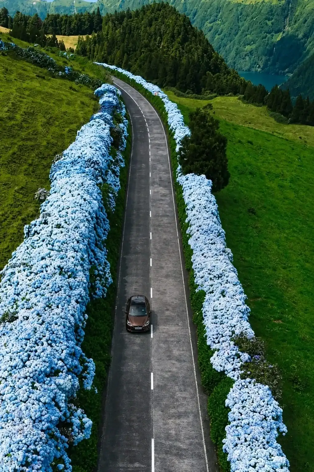 Hydrangeas of the Azores