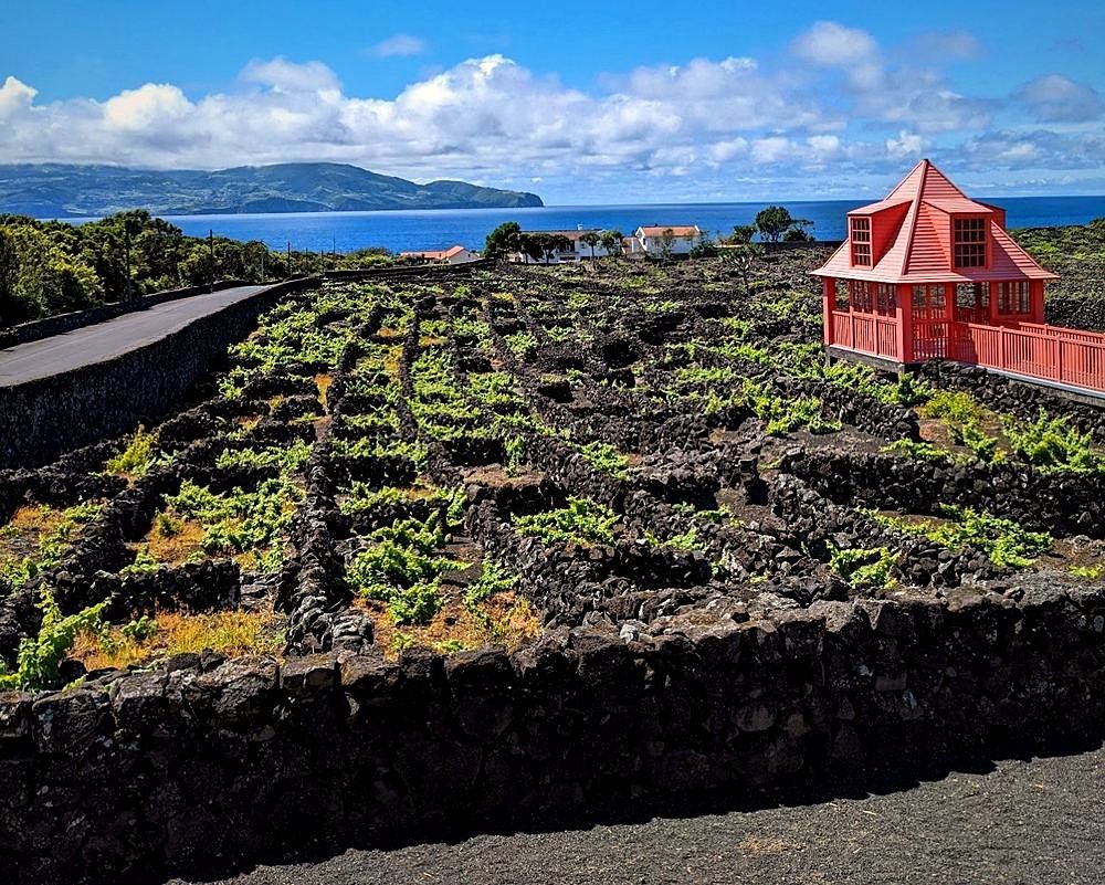 Pico Island UNESCO vineyards with lava stone walls and Mount Pico volcano, Azores