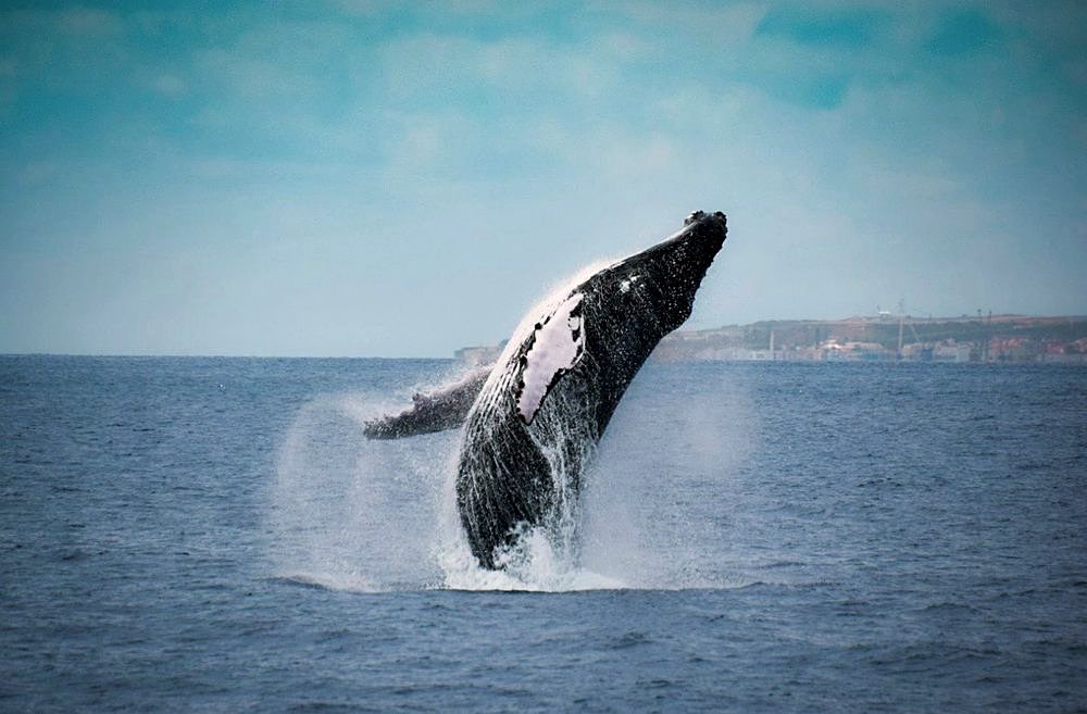 Whale watching in the Azores — humpback whale near Pico Island